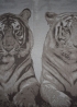Jacquard Cashmere Throw - Tigers - Toosh cashmere