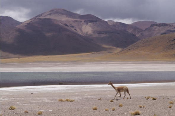 vicuna animal andes