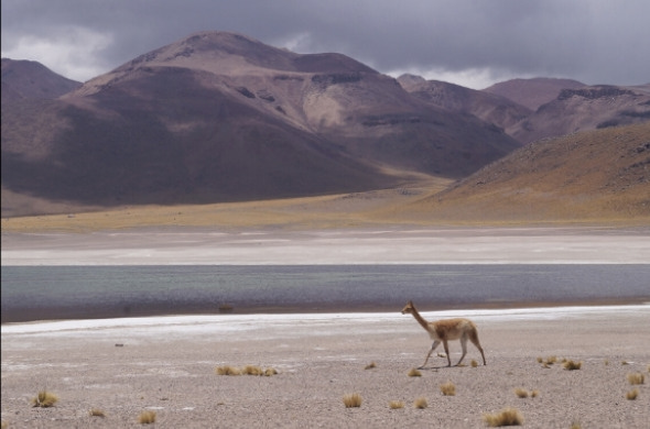 vicuna vigogna animale ande