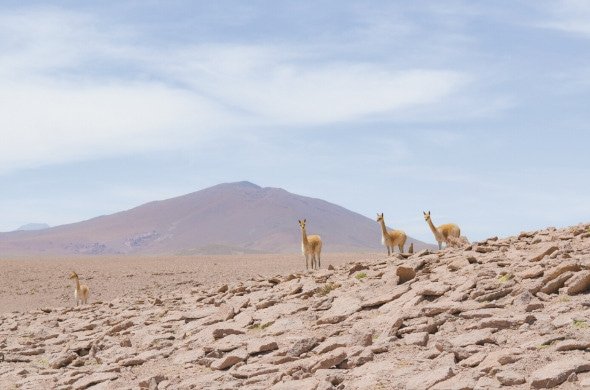 vicuna animale ande camelide